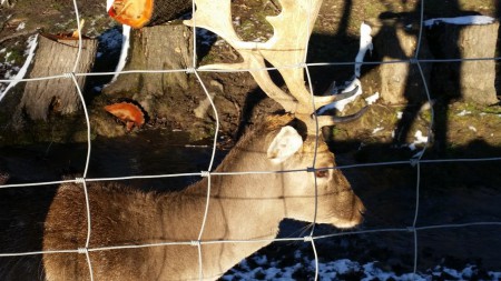Ausflug in den Lainzer Tiergarten 6.1.2015