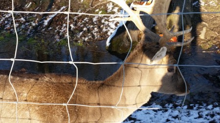 Ausflug in den Lainzer Tiergarten am 6.1.2015
