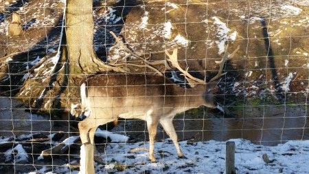 Ausflug in den Lainzer Tiergarten 6.1.2015