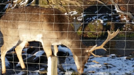 Ausflug in den Lainzer Tiergarten 6.1.2015