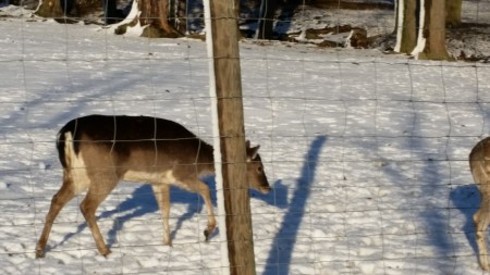 Ausflug in den Lainzer Tiergarten 6.1.2015