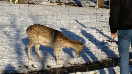Ausflug in den Lainzer Tiergarten 6.1.2015