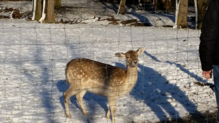 Ausflug in den Lainzer Tiergarten 6.1.2015