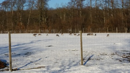 Ausflug in den Lainzer Tiergarten 6.1.2015