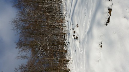 Ausflug in den Lainzer Tiergarten 6.1.2015